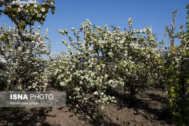شکوفه‌های بهاری در باغ‌های میوه استان گلستان