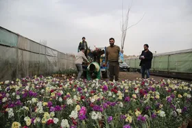توزیع  ۶ میلیون بوته گل&zwnj; تابستانه در فضا&zwnj;های سبز مشهد