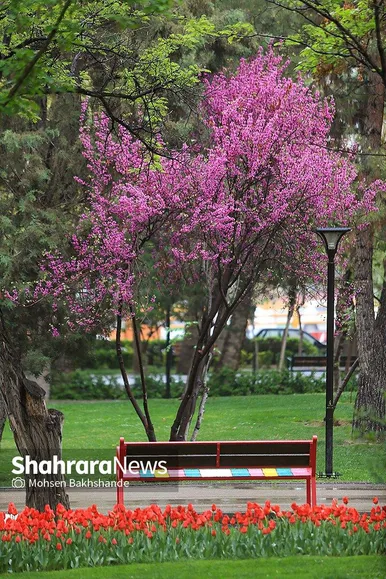 گزارش تصویری | جشنواره گل‌های لاله در مشهد