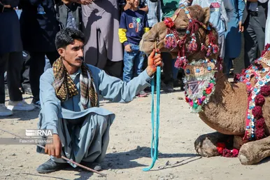 جشنواره شتر طلای بیابان