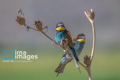 گزارش تصویری | پرنده‌ای به نام زنبور خوار اروپایی