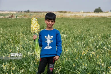 ایران زیباست | نرگس‌زارهای کازرون