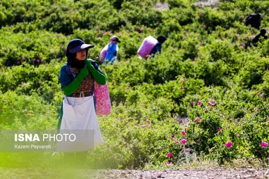 برداشت گل محمدی در کاشان