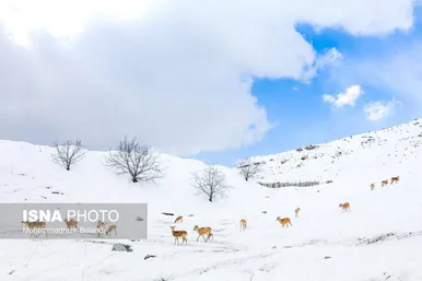 ایران زیباست | سفر قوچ‌ها و میش‌ها در میان رشته کوههای البرز