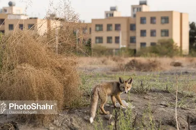 همزیستی با روباه‌ها