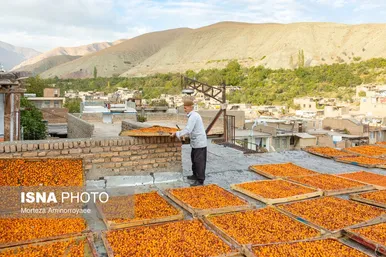 ایران زیباست | «خرو» بزرگ‌ترین تولیدکننده آلو در کشور
