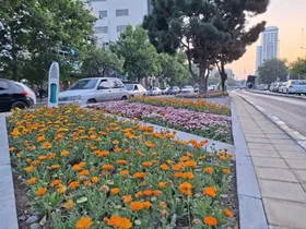 آغاز کاشت ۳ میلیون بوته گل بهاره-تابستانه در مشهد