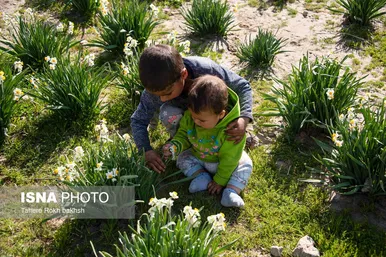 گزارش تصویری | هشتمین جشنواره گل نرگس - کازرون