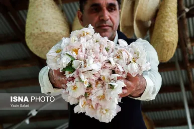 ایران زیباست | گلاب گیری در روستای گیلده گیلان