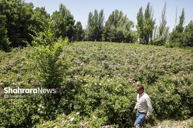 گزارش تصویری | جشن گل‌های محمدی روستای فرخد خراسان رضوی