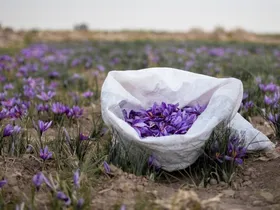 موانع زیاد در مسیر صادرات زعفران | آیا طلای سرخ هم به سرنوشت فرش دستباف دچار می&zwnj;شود؟