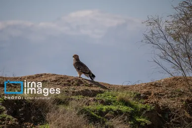 گزارش تصویری | دنیای پرندگان