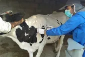 تب برفکی در خراسان رضوی، آغاز واکسیناسیون سراسری دام‌ها تا پایان سال