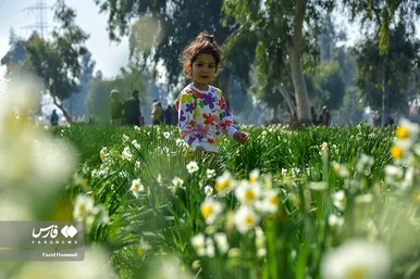ایران زیباست | نرگسِ «بِهبهان»
