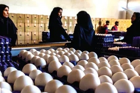 تخم&zwnj;مرغ همچنان روی مدار گرانی