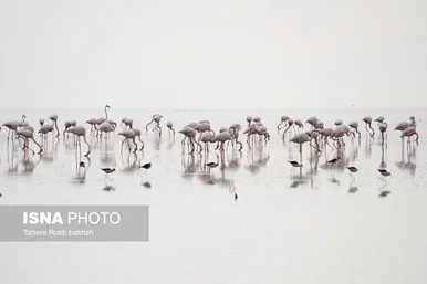 گزارش تصویری | وقتی تالاب‌ می‌میرد...