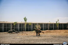 رستوران&zwnj;های متعدد در طرقبه و شاندیز، دلیل افزایش سگ&zwnj;های ولگرد