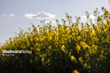 گزارش تصویری | مزارع «کلزا» در نزدیکی مشهد
