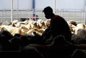 اینفوگرافی | رشد بیش از ۱۴ برابری قیمت دام زنده در ایام عید قربان در ۶ سال اخیر