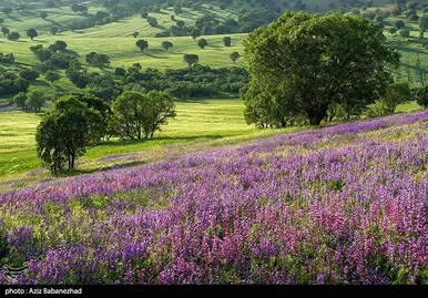 ایران زیباست | دشت گل‌های بنفش در شهرستان خرم آباد