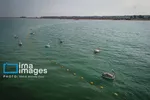 ایران زیباست | بازگشت فلامینگوها به سواحل مازندران