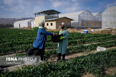 گزارش تصویری | تولید برای محرومیت زدایی؛ گلخانه توت‌فرنگی چناران