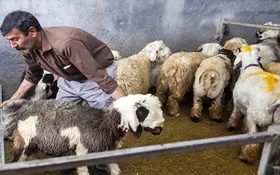 دام زنده چند؟ | یک خبر نگران&zwnj;کننده برای بازار گوشت (۷ اسفند ۱۴۰۲)