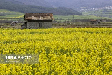 ایران زیباست | کشت کلزا در مناطق کوهستانی دودانگه - مازندران