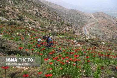 لاله‌ی «واژگون» و شاهنامه فردوسی