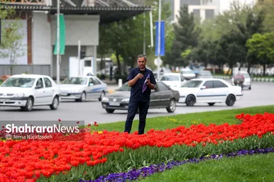 رویش لاله های بهاری در مشهد