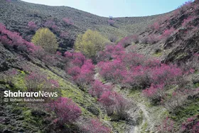 ایران زیباست | &laquo;ارغوان&raquo; پنجه&zwnj;ی خونین زمین