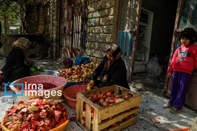 ایران زیباست | برداشت انار در «هورامان»