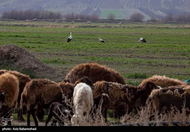 ایران زیباست | همزیستی لک لک‌ها در روستای کپر جودکی بروجرد با مردم روستا