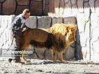 «ریشا» شیر باغ وحش مشهد تحت درمان تیم متخصص دامپزشکی قرار گرفت