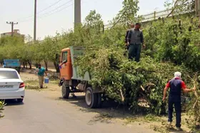 شهروند مشهدی: درخت&zwnj;های آسیب&zwnj;رسان را هرس کنید