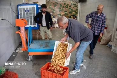 ایران زیباست | بزرگترین انجیرستان دیم جهان - استهبان
