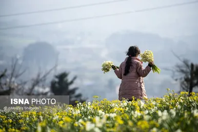 ایران زیباست | برداشت گل نرگس - ساری