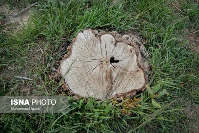 گزارش تصویری | قطع گسترده درختان روستای «اسکان» - شازند