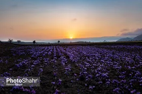 بازار زعفران، غریب در بازار جهانی/ کاهش ۷۰ درصدی صادرات و فروش زعفران