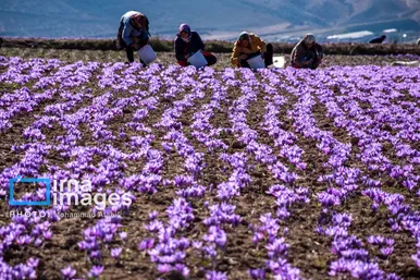 ایران زیباست | برداشت گل زعفران