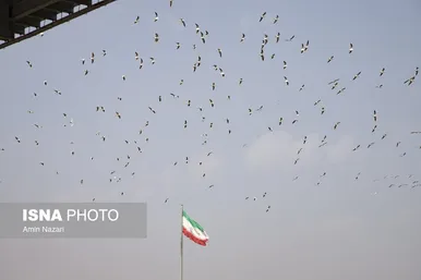 ایران زیباست | پرندگان پل سفید اهواز