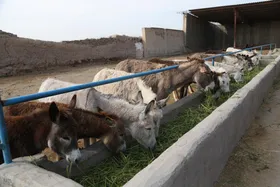 ویدئو/ تجارت شیر الاغ؛ پرسود و بی&zwnj;زیان