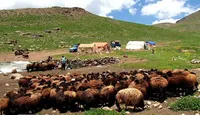 افزایش ۴۵ درصدی بهره‌وری زادوولد دام عشایر با اجرای طرح‌های اصلاح نژاد