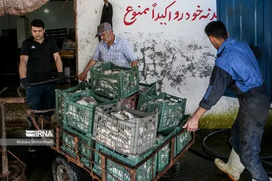 عکس‌هایی از مراحل دودی کردن ماهی