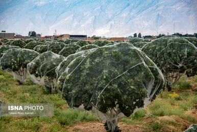 ایران زیباست | بزرگترین انجیرستان دیم جهان - استهبان