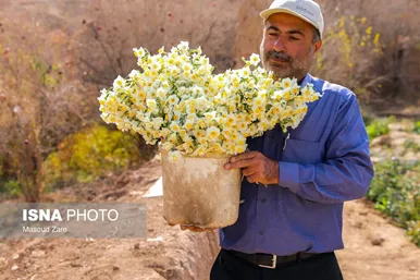 ایران زیباست |  کاشت گل نرگس در یزد