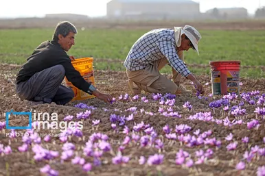 ایران زیباست | برداشت زعفران از مزارع «فاروج»