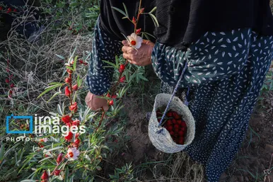 برکت خاک ایران | برداشت چای قرمز در روستای علوه