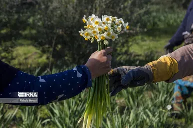 ایران زیباست | برداشت نرگس در گلستان