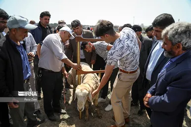 جشنواره کوچ عشایر مغان